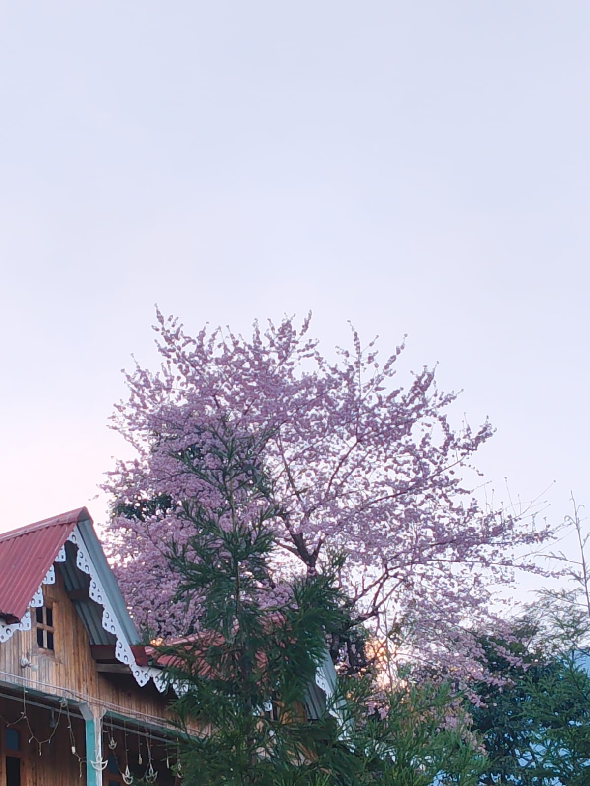 Blossom detail near the stay